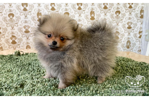 成約済の愛知県のポメラニアン-182993の4枚目