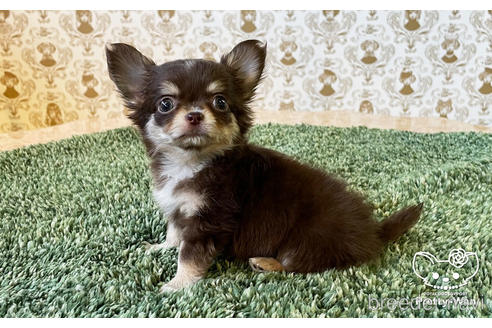 成約済の愛知県のチワワ(ロングコート)-182995の3枚目