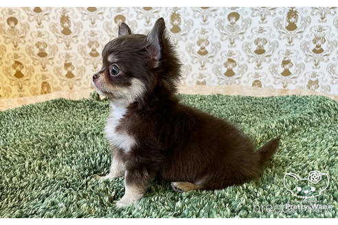 成約済の愛知県のチワワ(ロングコート)-182995の5枚目