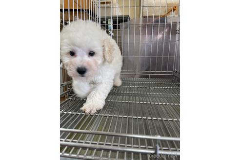 成約済の愛媛県のマルプー:マルチーズ×トイプードル-183002