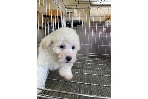 成約済の愛媛県のマルプー:マルチーズ×トイプードル-183002の4枚目