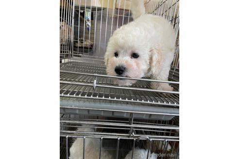 成約済の愛媛県のマルプー:マルチーズ×トイプードル-183002の2枚目