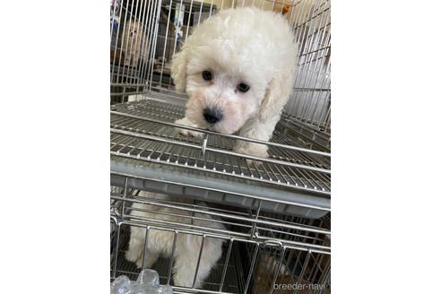 成約済の愛媛県のマルプー:マルチーズ×トイプードル-183002の3枚目