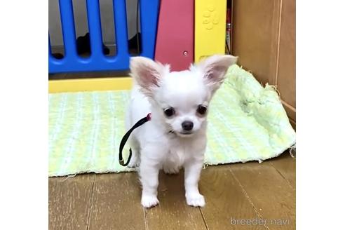 成約済の神奈川県のチワワ(ロングコート)-179467の33枚目