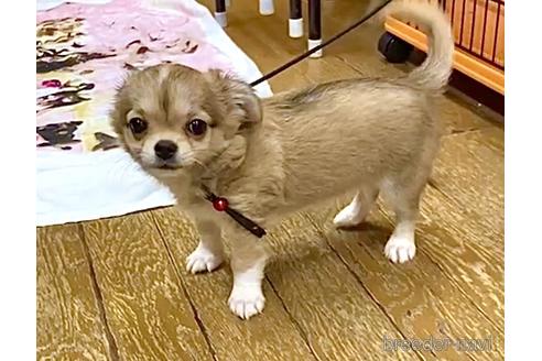 成約済の神奈川県のチワワ(ロングコート)-179468の24枚目