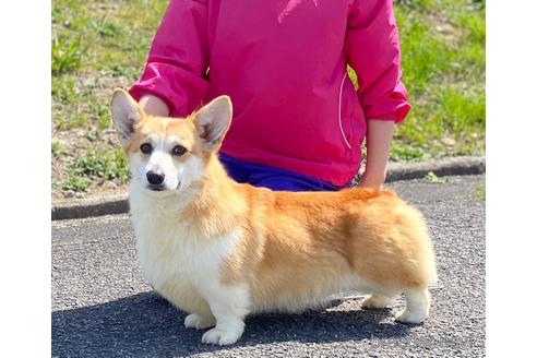 成約済の岡山県のウェルシュコーギーペンブローク-183032の2枚目