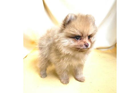 成約済の茨城県のポメラニアン-180270の14枚目
