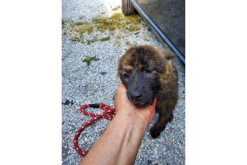成約済の福岡県のミックス犬-169901