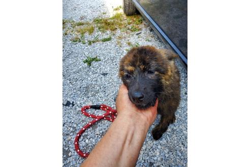 成約済の福岡県のミックス犬-169901の1枚目