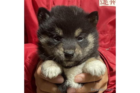 成約済の千葉県の柴犬-183099の1枚目