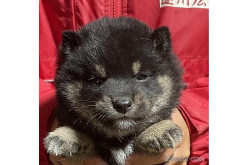 成約済の千葉県の柴犬-183102の1枚目