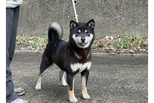 成約済の千葉県の柴犬-183102の2枚目