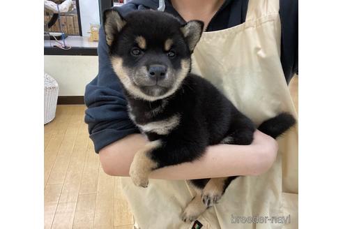 成約済の北海道の柴犬-182079の5枚目