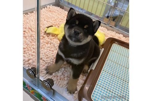 成約済の北海道の柴犬-182079の4枚目