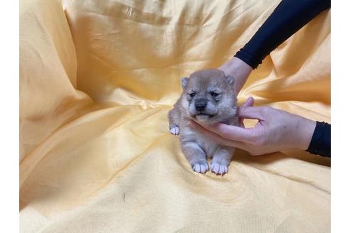 成約済の奈良県の豆柴-183119の3枚目