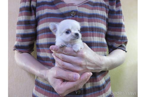 成約済の愛知県のチワワ(ロングコート)-180164の11枚目