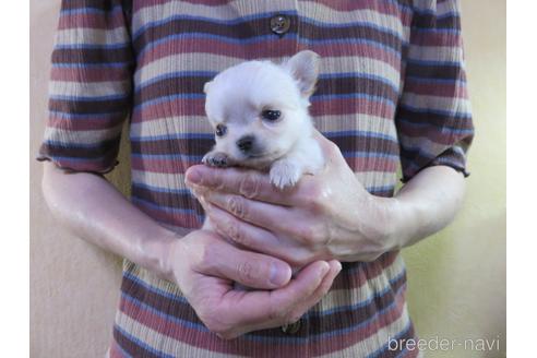 成約済の愛知県のチワワ(ロングコート)-180164の10枚目