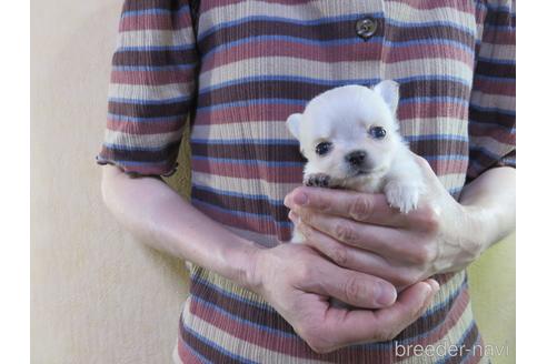 成約済の愛知県のチワワ(ロングコート)-180164の9枚目