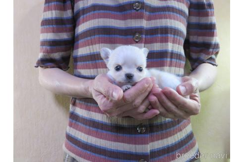 成約済の愛知県のチワワ(ロングコート)-180164の8枚目