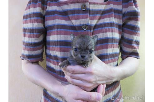 成約済の愛知県のチワワ(ロングコート)-180155の48枚目