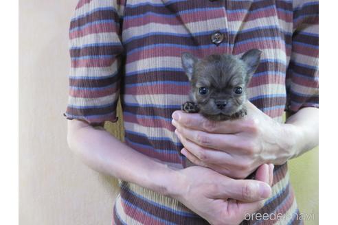 成約済の愛知県のチワワ(ロングコート)-180155の47枚目