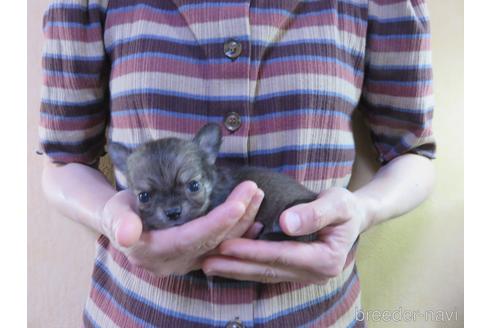 成約済の愛知県のチワワ(ロングコート)-180155の46枚目