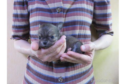 成約済の愛知県のチワワ(ロングコート)-180155の45枚目