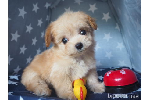 成約済の岡山県のミックス犬-183162の2枚目