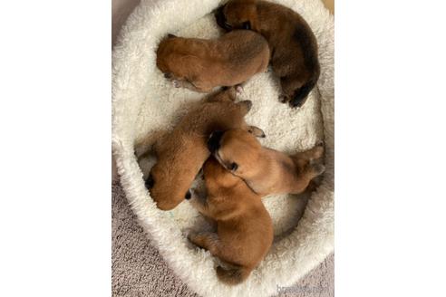 成約済の岡山県の豆柴-183168の2枚目