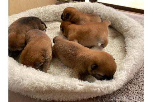 成約済の岡山県の豆柴-183168の1枚目