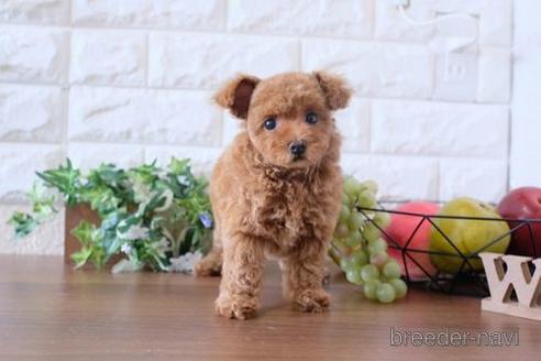 成約済の滋賀県のトイプードル-180863の1枚目