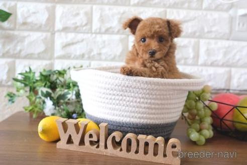 成約済の滋賀県のトイプードル-180863の7枚目