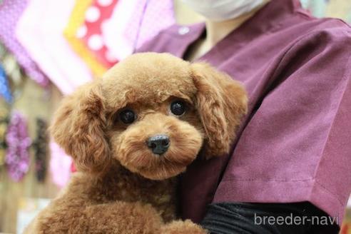 成約済の滋賀県のトイプードル-180863の5枚目