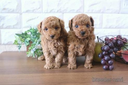 成約済の滋賀県のトイプードル-180863の4枚目