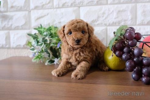 成約済の滋賀県のトイプードル-180863の3枚目