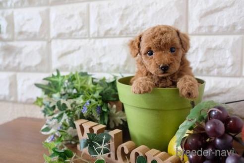 成約済の滋賀県のトイプードル-180863の2枚目