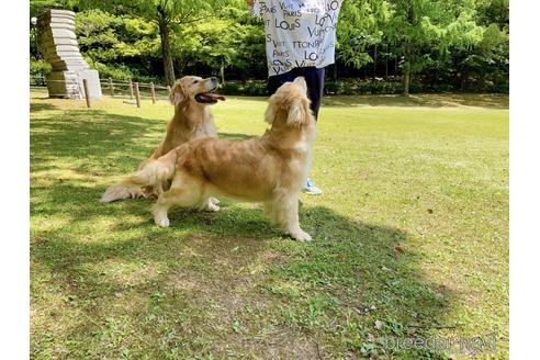 プリンちゃん1枚目