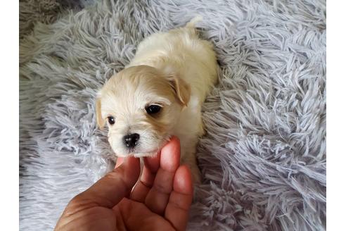 成約済の神奈川県のミックス犬-183193の15枚目