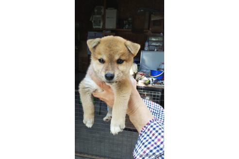 成約済の広島県の柴犬-183195の3枚目