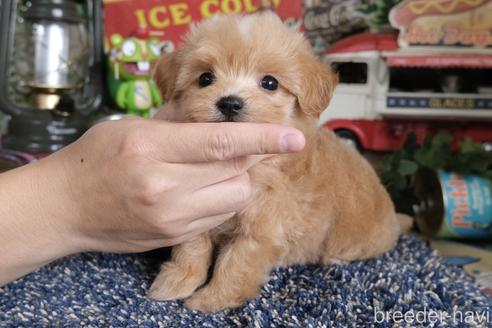 成約済の群馬県のマルプー:マルチーズ×トイプードル-181836