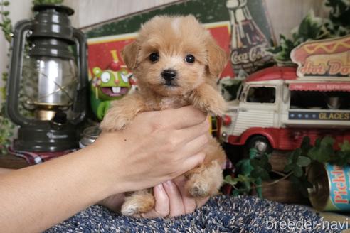 成約済の群馬県のマルプー:マルチーズ×トイプードル-181836の3枚目