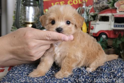 成約済の群馬県のマルプー:マルチーズ×トイプードル-181836の2枚目