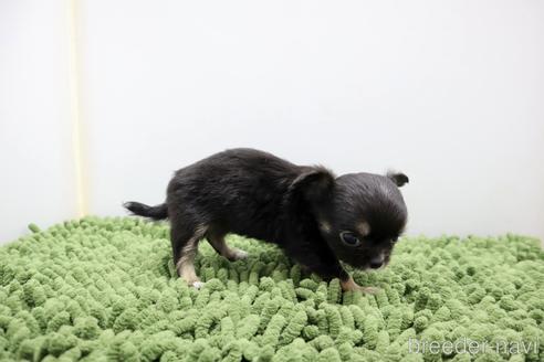 成約済の群馬県のチワワ(ロングコート)-179147の6枚目