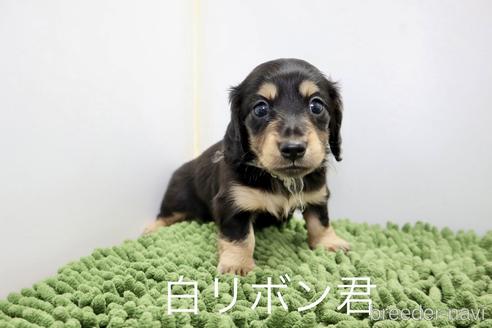 成約済の群馬県のミニチュアダックスフンド(ロングヘアード)-181598の1枚目