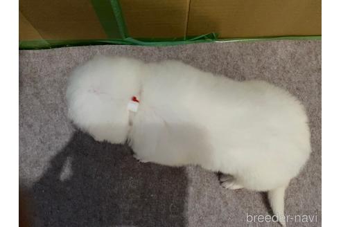 成約済の千葉県のグレートピレニーズ-182314の9枚目