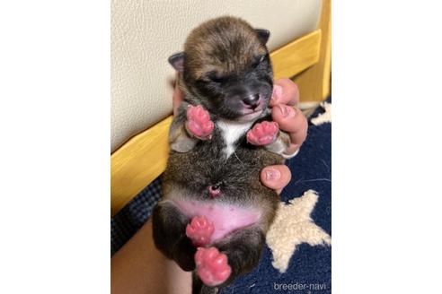 成約済の広島県の柴犬-183228の2枚目