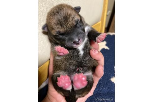 成約済の広島県の柴犬-183228の3枚目