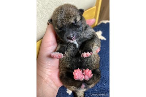 成約済の広島県の柴犬-183229の2枚目