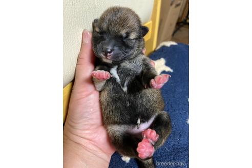 成約済の広島県の柴犬-183229の3枚目