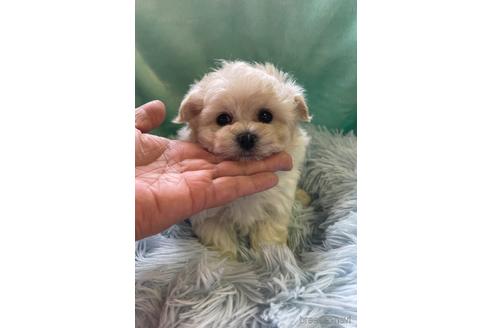 成約済の山形県のマルプー:マルチーズ×トイプードル-182617